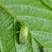 Lygocoris pabulinus (Linnaeus, 1760) - Punaise verte des pousses