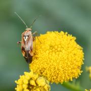 Lygus pratensis (Linnaeus, 1758) - Punaise des prés