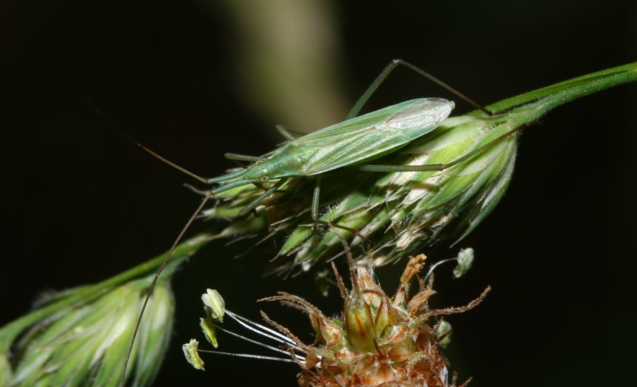 Megaloceroea recticornis (Geoffroy, 1785) - Punaise verte à antennes droites