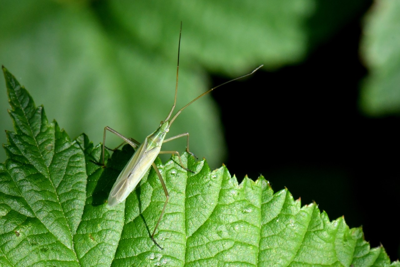 Megaloceroea recticornis (Geoffroy, 1785) - Punaise verte à antennes droites