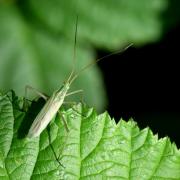 Megaloceroea recticornis (Geoffroy, 1785) - Punaise verte à antennes droites