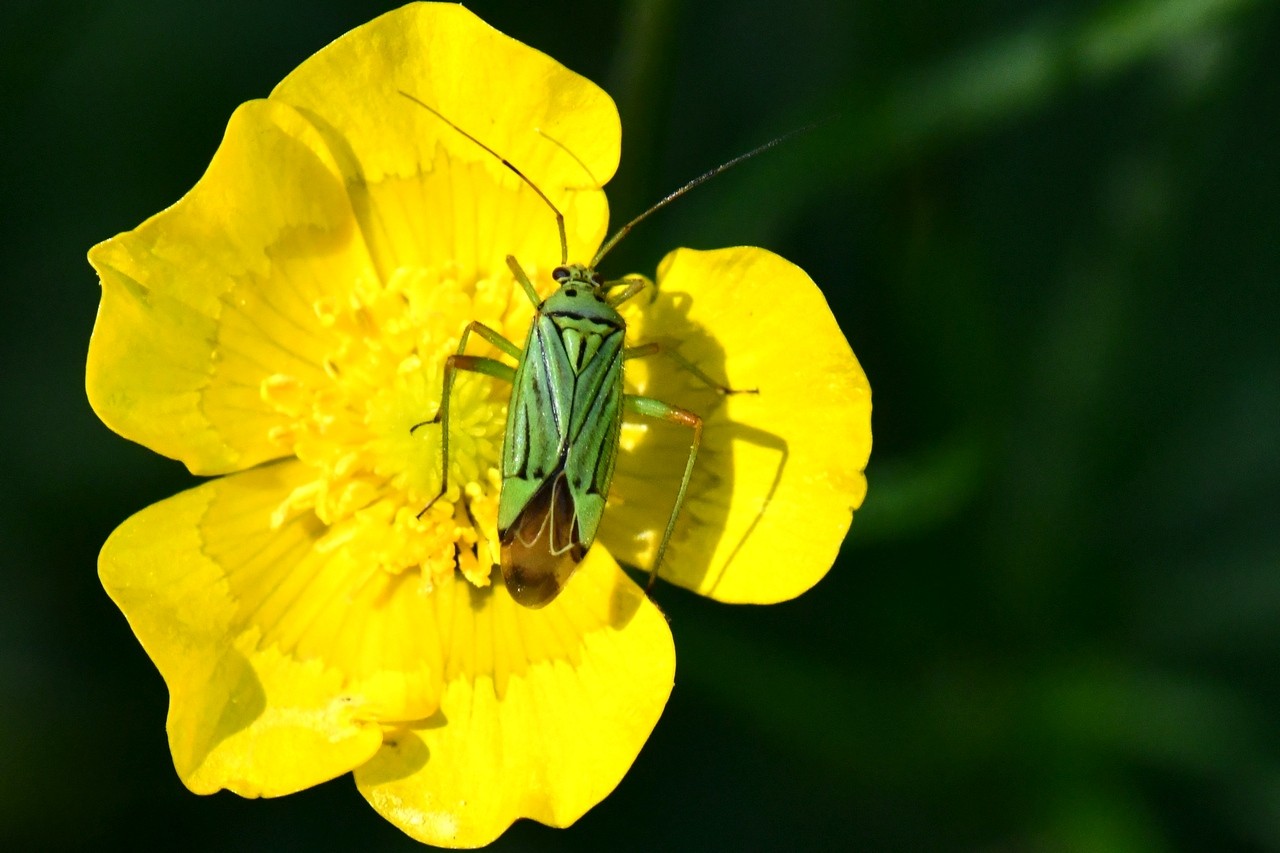 Mermitelocerus schmidtii (Fieber, 1836)