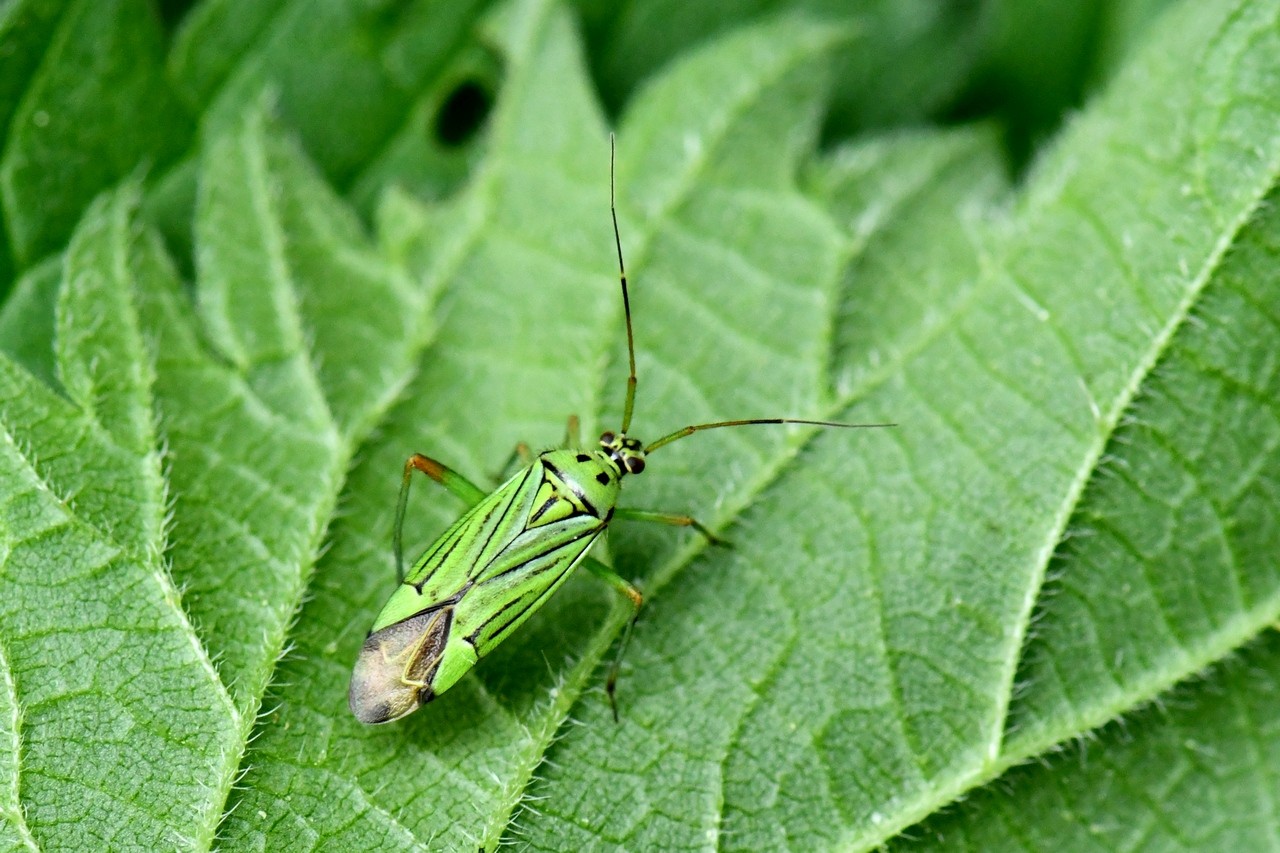 Mermitelocerus schmidtii (Fieber, 1836)