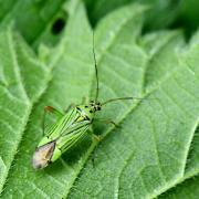 Mermitelocerus schmidtii (Fieber, 1836)