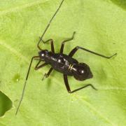 Miris striatus (Linnaeus, 1758) - Miride du Chêne (juvénile)