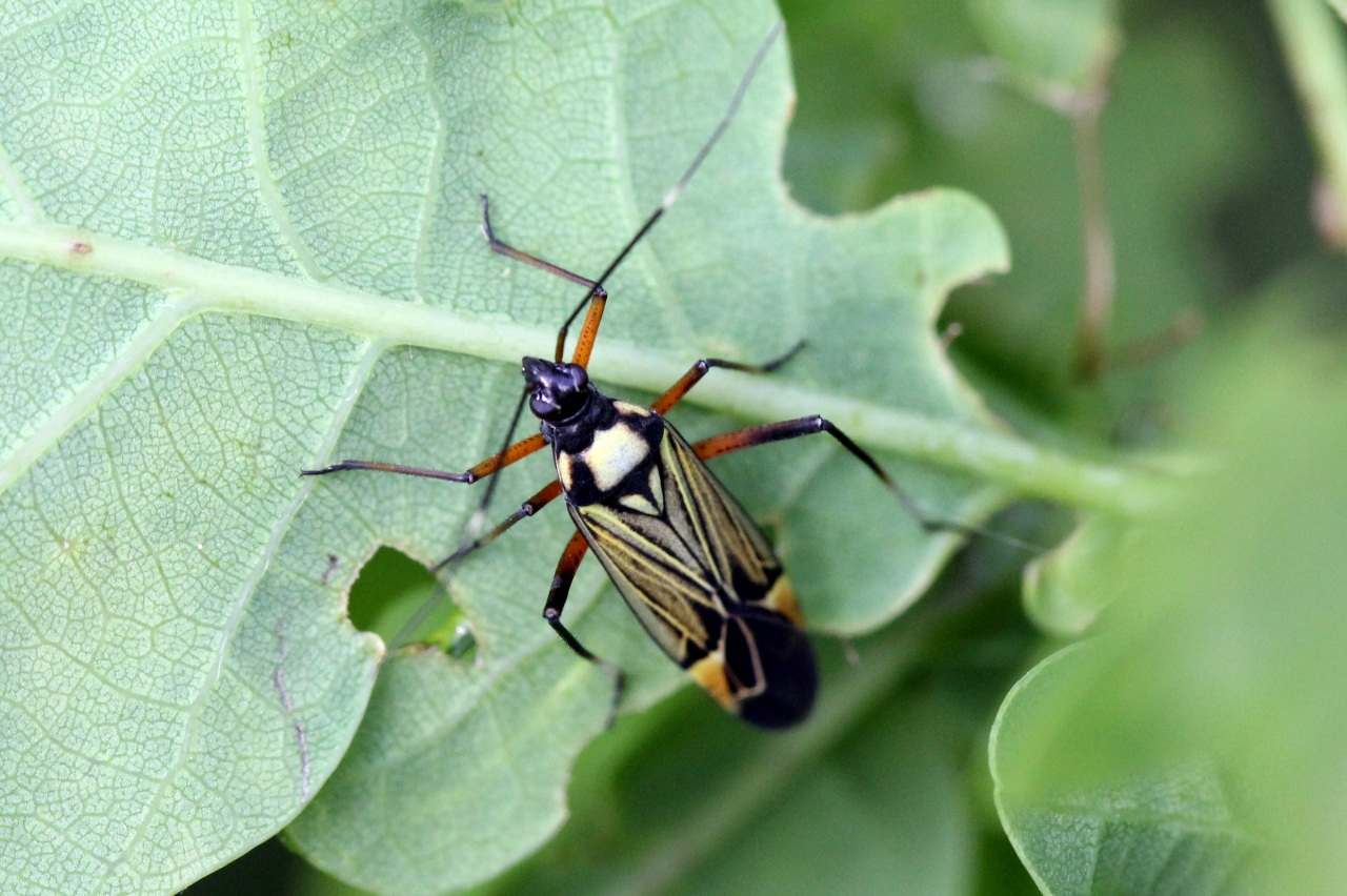 Miris striatus (Linnaeus, 1758) - Miride du Chêne