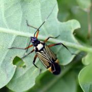 Miris striatus (Linnaeus, 1758) - Miride du Chêne