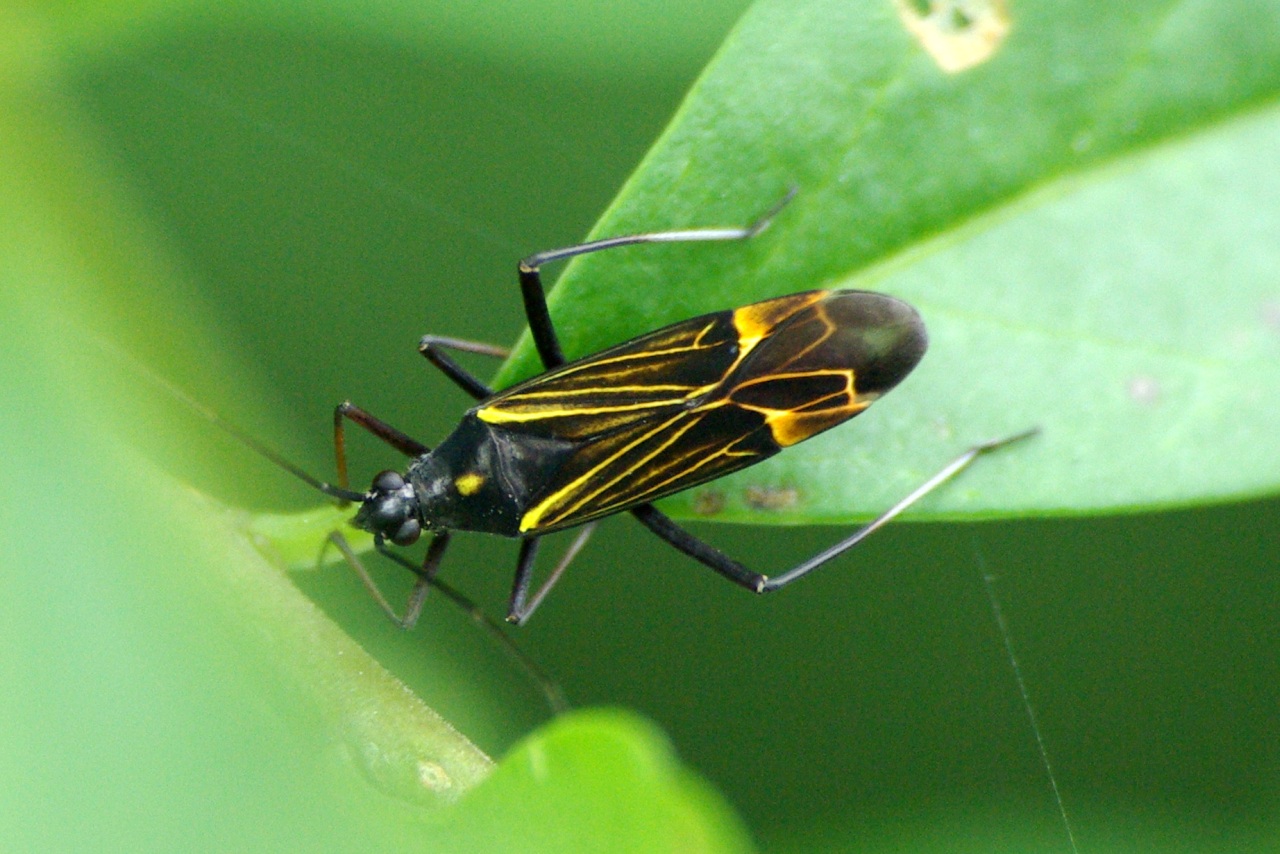 Miris striatus (Linnaeus, 1758) - Miride du Chêne