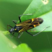 Miris striatus (Linnaeus, 1758) - Miride du Chêne