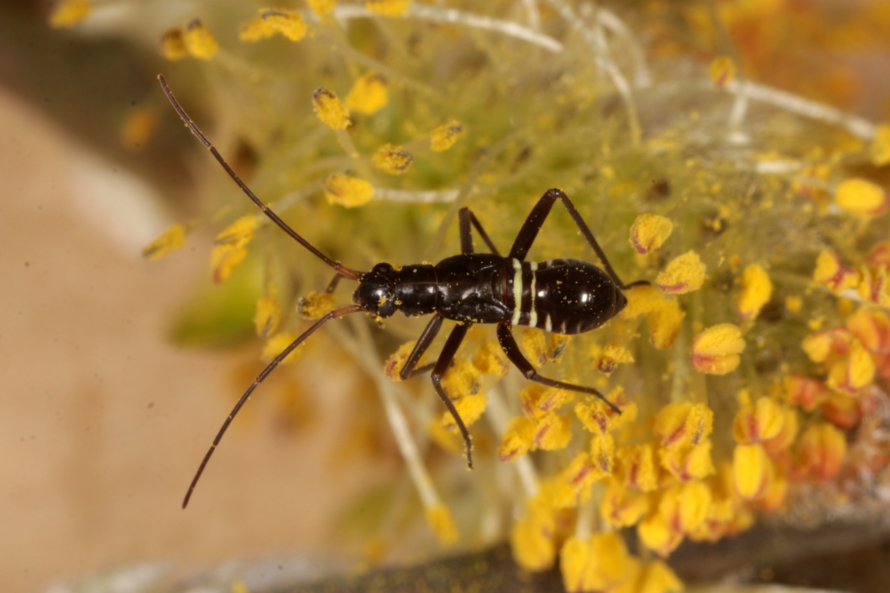 Miris striatus (Linnaeus, 1758) - Miride du Chêne (juvénile)