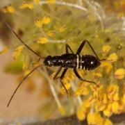 Miris striatus (Linnaeus, 1758) - Miride du Chêne (juvénile)