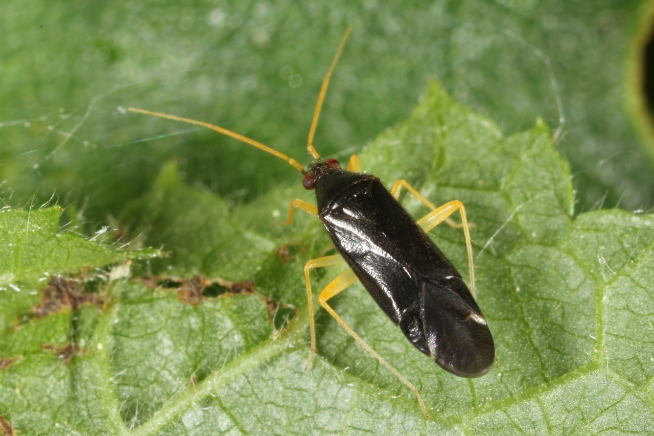 Phylus coryli (Linnaeus, 1758) - Capside du Noisetier