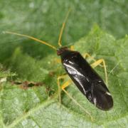 Phylus coryli (Linnaeus, 1758) - Capside du Noisetier