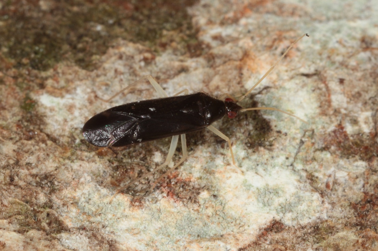 Phylus coryli (Linnaeus, 1758) - Capside du Noisetier