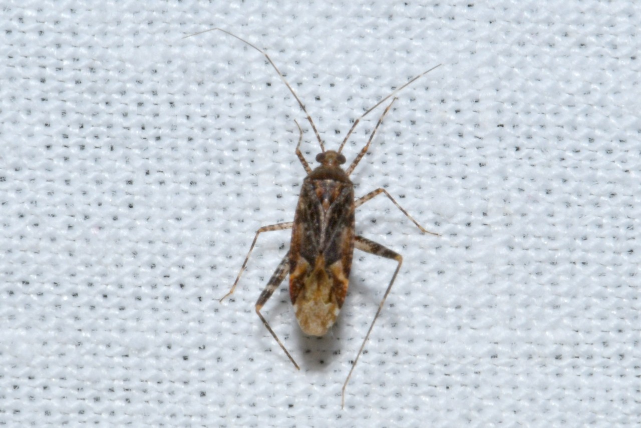 Phytocoris reuteri Saunders, 1876 (probable)