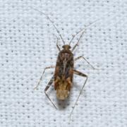 Phytocoris reuteri Saunders, 1876 (probable)