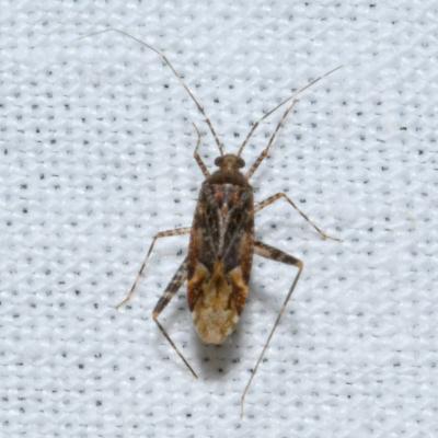 Phytocoris reuteri Saunders, 1876 (probable)