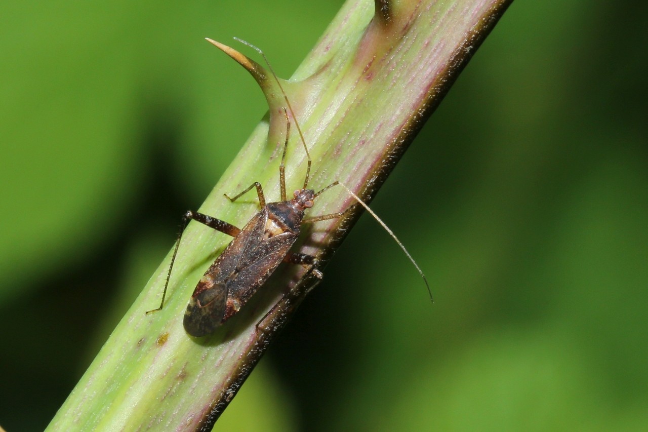 Phytocoris ulmi (Linnaeus, 1758)