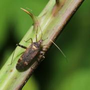 Phytocoris ulmi (Linnaeus, 1758)