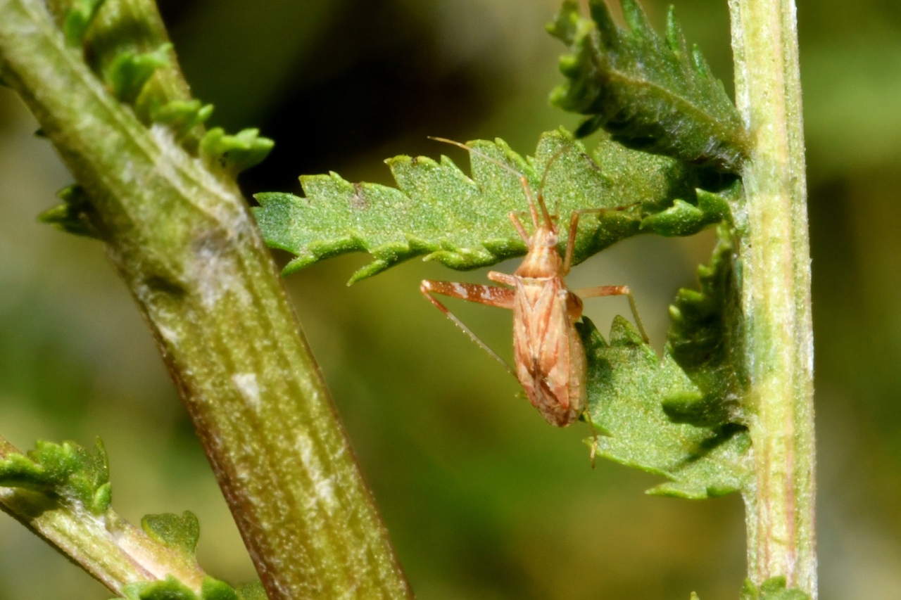 Phytocoris varipes Boheman, 1852