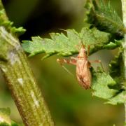 Phytocoris varipes Boheman, 1852