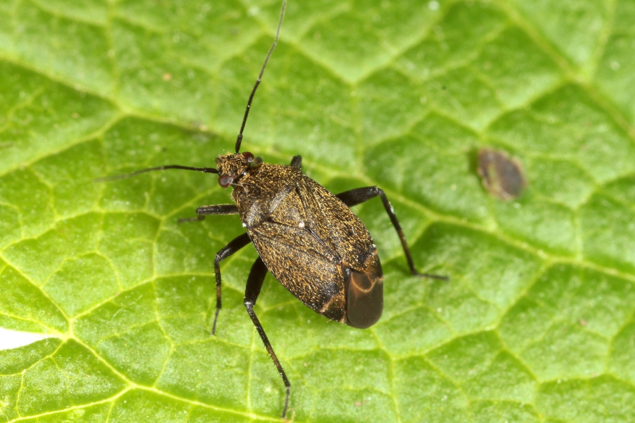 Polymerus nigrita (Fallén, 1807) 