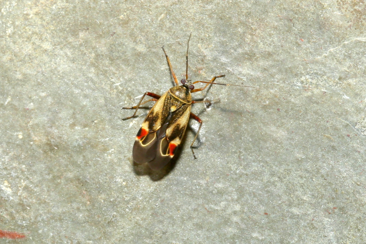 Polymerus unifasciatus (Fabricius, 1794)