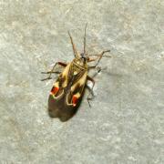 Polymerus unifasciatus (Fabricius, 1794)