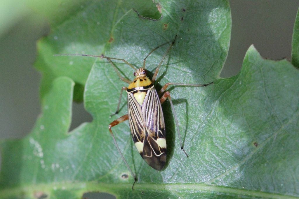 Rhabdomiris striatellus (Fabricius, 1794) - Miride strié du chêne