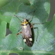 Rhabdomiris striatellus (Fabricius, 1794) - Miride strié du chêne