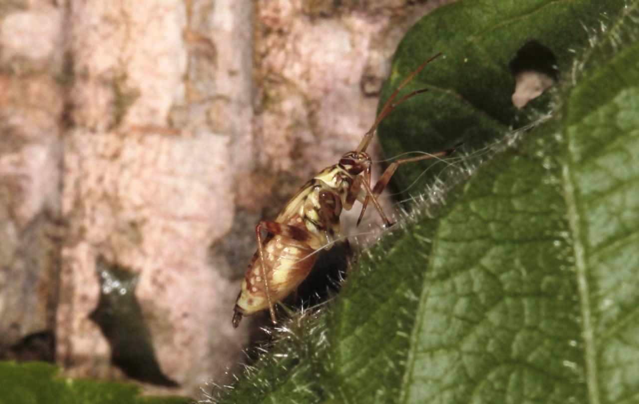 Rhabdomiris striatellus (Fabricius, 1794) - Miride strié du chêne (larve)