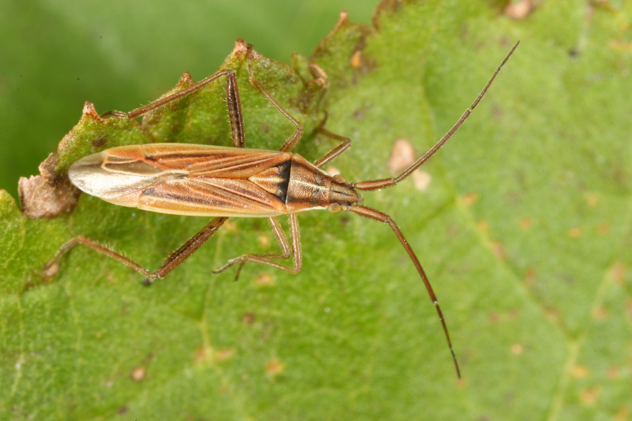 Stenodema calcarata (Fallén, 1807)