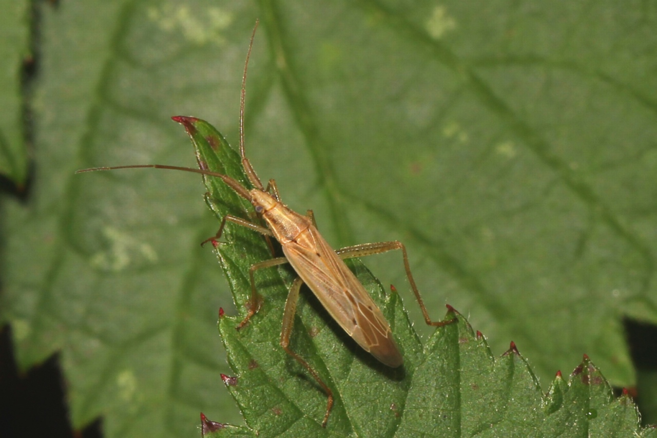 Stenodema laevigata (Linnaeus, 1758)