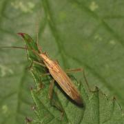 Stenodema laevigata (Linnaeus, 1758)