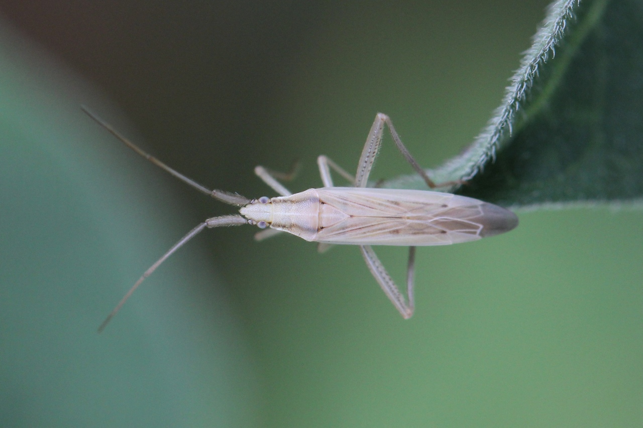 Stenodema laevigata (Linnaeus, 1758) 