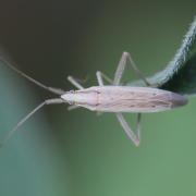 Stenodema laevigata (Linnaeus, 1758) 