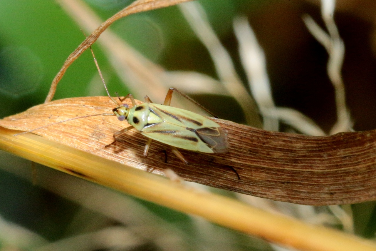 Stenotus binotatus (Fabricius, 1794) (femelle)