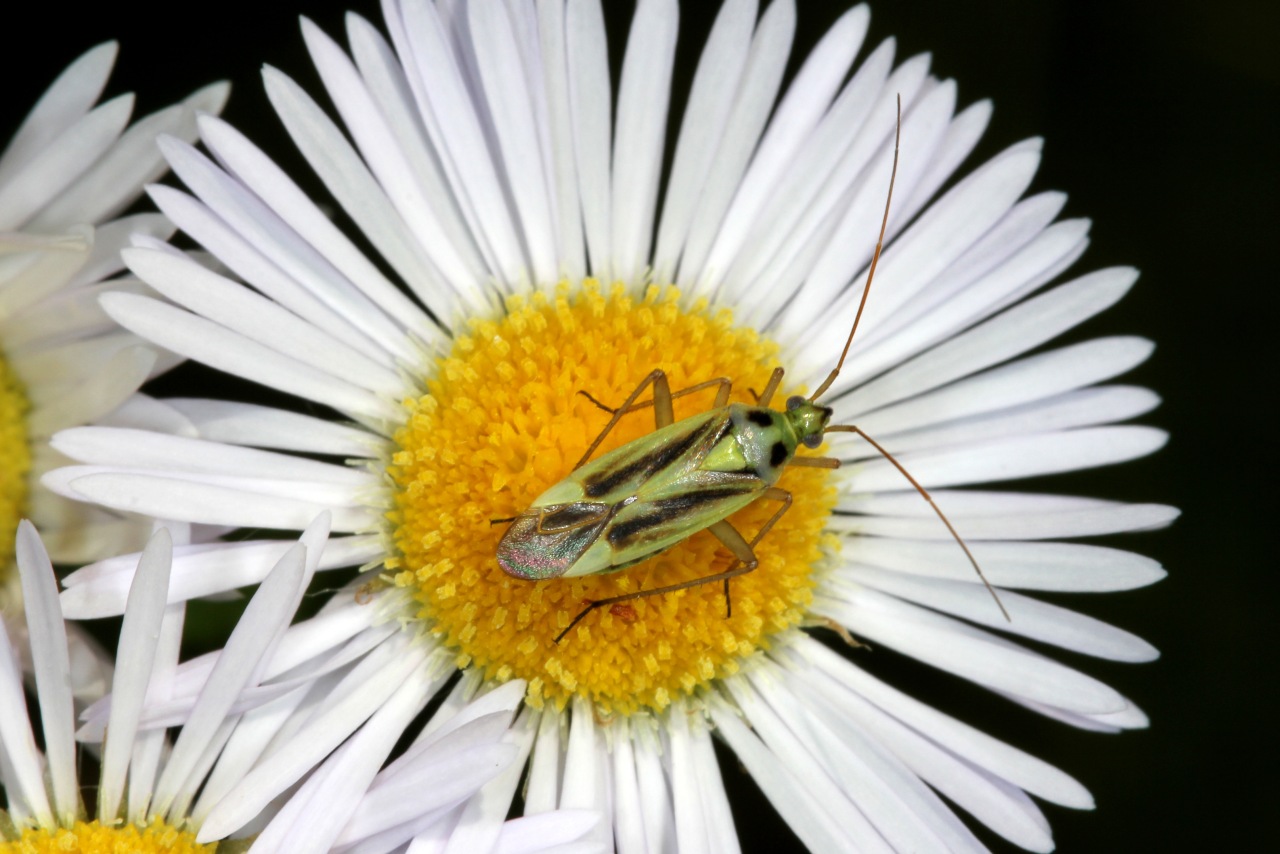 Stenotus binotatus (Fabricius, 1794) (mâle)