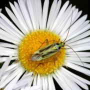 Stenotus binotatus (Fabricius, 1794) (mâle)