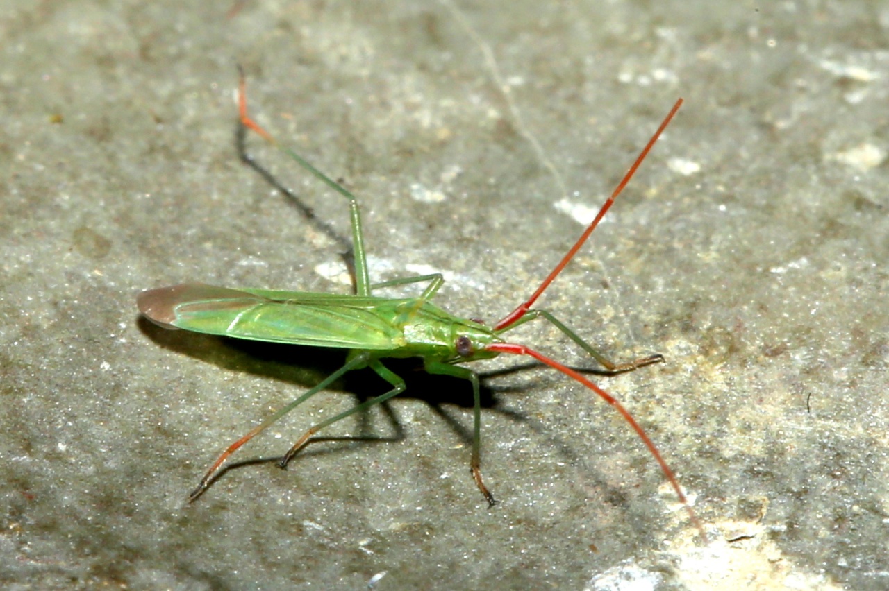 Trigonotylus caelestialium (Kirkaldy, 1902)