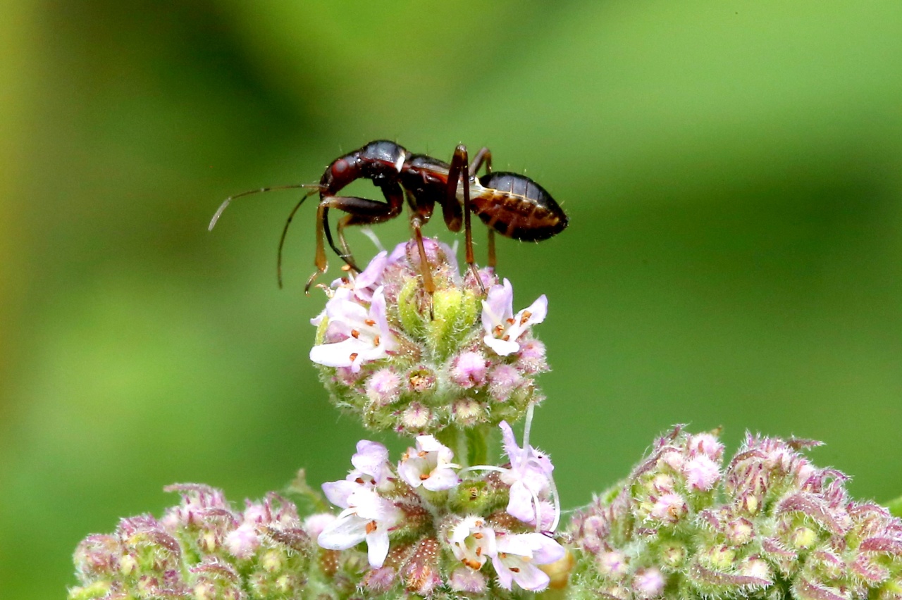 Himacerus mirmicoides (O. Costa, 1834) - Nabide-fourmi (larve)