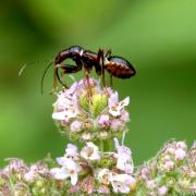 Himacerus mirmicoides (O. Costa, 1834) - Nabide-fourmi (larve)