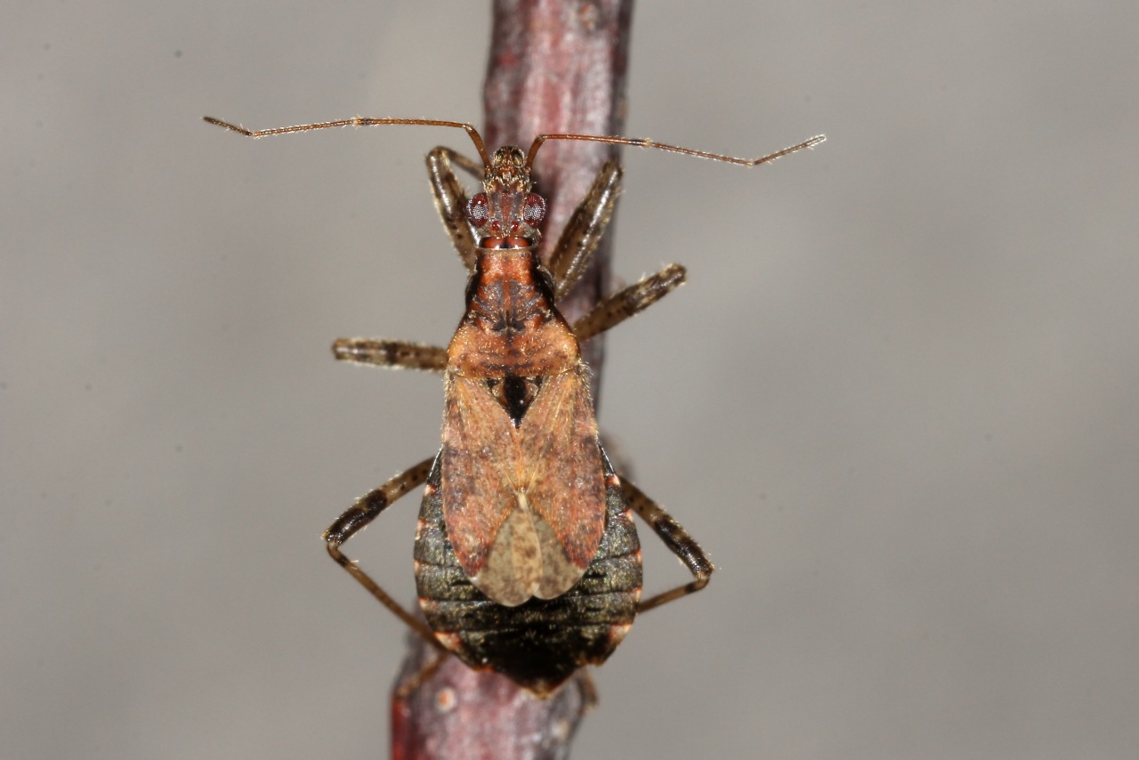 Himacerus mirmicoides (O. Costa, 1834) - Nabide-fourmi