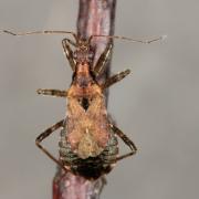 Himacerus mirmicoides (O. Costa, 1834) - Nabide-fourmi