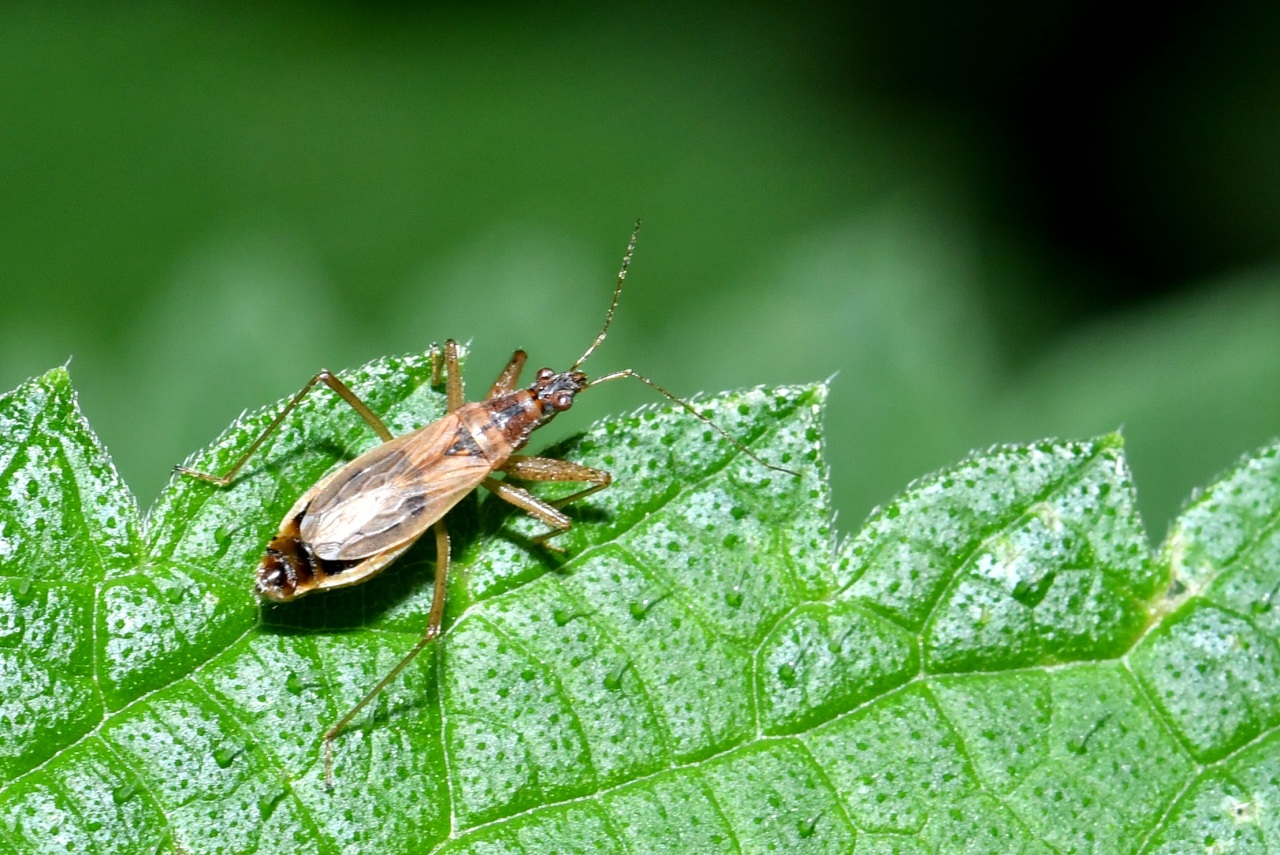 Nabis rugosus (Linnaeus, 1758)