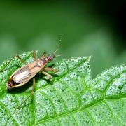 Nabis rugosus (Linnaeus, 1758)