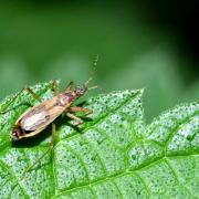 Nabis rugosus (Linnaeus, 1758)