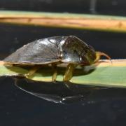 Ilyocoris cimicoides (Linnaeus, 1758) - Naucore