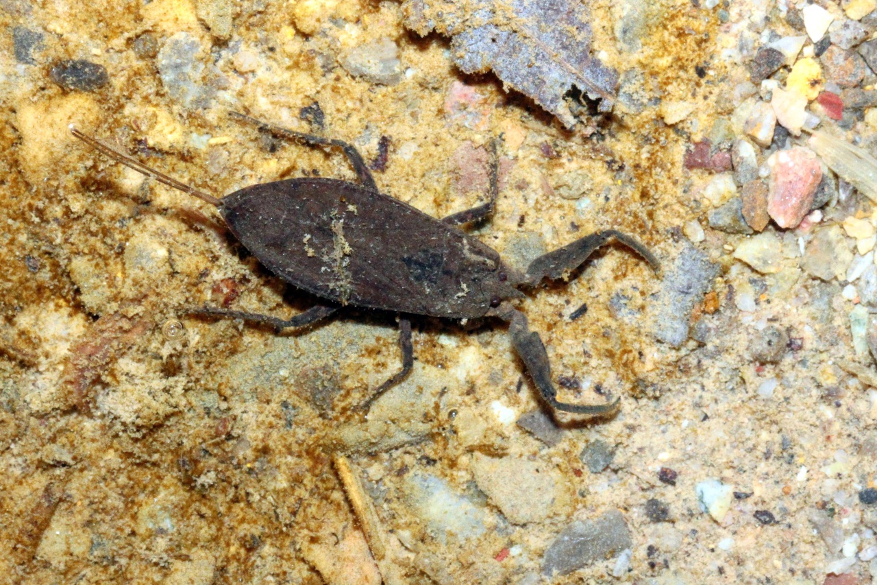 Nepa cinerea Linnaeus, 1758 - Nèpe cendrée, Scorpion d'eau