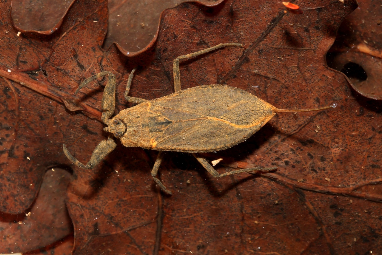 Nepa cinerea Linnaeus, 1758 - Nèpe cendrée, Scorpion d'eau